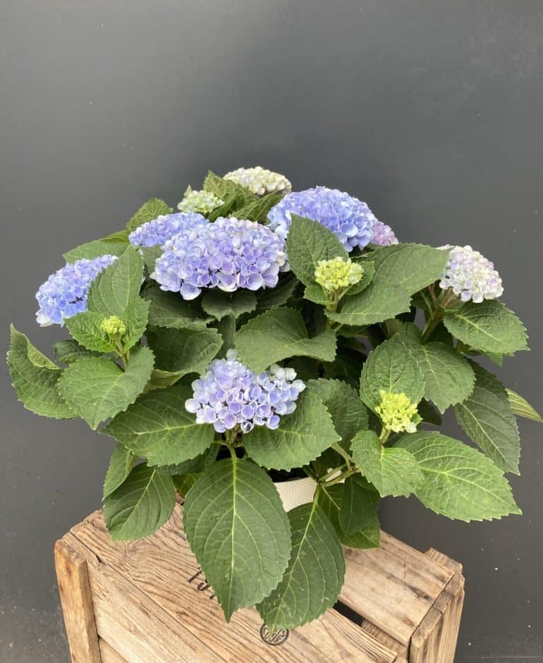 IMG 9878 - Accueil - Quimper Brest